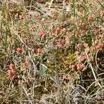 Ephedra distachya flower picture by Michel Woitiez (cc-by-sa)