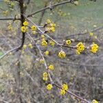 Cornus mas flower picture by Strahl Berit (cc-by-sa)