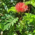 Calliandra haematocephala leaf picture by julian spezz (cc-by-sa)