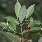 Neea psychotrioides fruit picture by Nelson Zamora Villalobos (cc-by-nc)