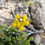 Hippocrepis scorpioides flower picture by JC Juanra (cc-by-sa)