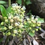 Aralia nudicaulis flower picture by Christi Cottrell (cc-by-sa)