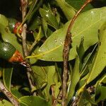 Ocotea veraguensis leaf picture by Nelson Zamora Villalobos (cc-by-nc)