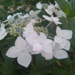 Hydrangea macrophylla flower picture by indi e iñigo =) (cc-by-sa)