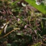 Eragrostis minor fruit picture by ilias kesisoglou (cc-by-sa)