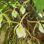 Brassavola perrinii flower picture by Anderson Cruz (cc-by-sa)