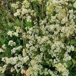 Galium boreale habit picture by Lucie Gaspari (cc-by-sa)