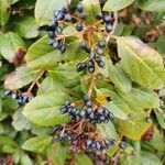 Viburnum tinus fruit picture by Fernando Colin (cc-by-sa)