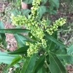 Rumex altissimus flower picture by Kendra RaiderNature (cc-by-sa)