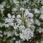 Asperula hirsuta flower picture by Acosta García Isabel (cc-by-sa)