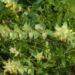 Rhinanthus freynii leaf picture by Martin Bishop (cc-by-sa)