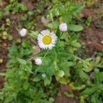 Erigeron quercifolius flower picture by David Robinson (cc-by-sa)