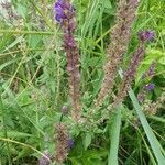 Salvia nemorosa habit picture by Bob West (cc-by-sa)