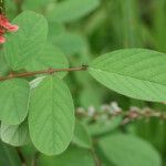 Indigofera hirsuta leaf picture by R. Tournebize (cc-by-sa)