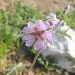 Geranium tuberosum flower picture by Sinan Avcı (cc-by-sa)