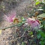 Capparis zeylanica flower picture by Ankit Pathak (cc-by-sa)