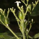 Cnidoscolus urens flower picture by Nelson Zamora Villalobos (cc-by-nc)