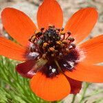 Adonis microcarpa flower picture by Mael Taupin (cc-by-sa)