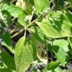 Salvia hispanica leaf picture by Francisco Agudelo (cc-by-sa)