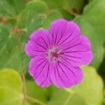 Geranium sylvaticum flower picture by first last (cc-by-sa)