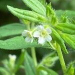 Lithospermum officinale flower picture by Francois Mansour (cc-by-sa)