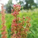 Rumex acetosa flower picture by Sébastien Massenet (cc-by-sa)