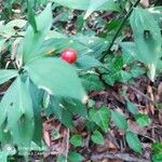 Ruscus hypoglossum fruit picture by bülent balkan (cc-by-sa)