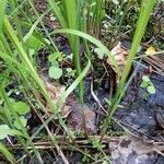 Carex stricta habit picture by Ariane Lalande (cc-by-sa)