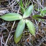 Gentiana clusii leaf picture by Alain Bigou (cc-by-sa)