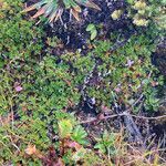 Geranium sibbaldioides habit picture by Fabien Anthelme (cc-by-sa)