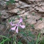 Dianthus pendulus flower picture by Xeve Dor (cc-by-sa)