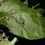 Mikania guaco leaf picture by Nelson Zamora Villalobos (cc-by-nc)