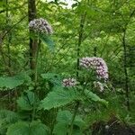 Valeriana pyrenaica habit picture by Frances Bennett (cc-by-sa)