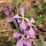 Orychophragmus violaceus flower picture by Dieter Albrecht (cc-by-sa)