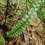 Asplenium platyneuron leaf picture by Serena boettcher (cc-by-sa)