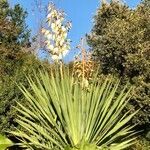 Yucca gloriosa habit picture by philoup (cc-by-sa)