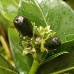 Gaertnera vaginata fruit picture by Schnittler Martin (cc-by-sa)