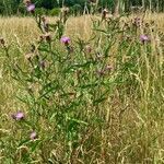 Centaurea nigra habit picture by Kai Best (cc-by-sa)