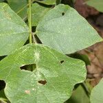 Rhynchosia calycosa leaf picture by Nelson Zamora Villalobos (cc-by-nc)