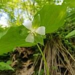 Trillium flexipes flower picture by Rata (cc-by-sa)