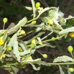 Piriqueta cistoides flower picture by Nelson Zamora Villalobos (cc-by-nc)