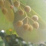 Tilia platyphyllos fruit picture by François Narboux (cc-by-sa)