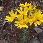 Hubertia tomentosa flower picture by S. Dufour-Kowalski (cc-by-sa)