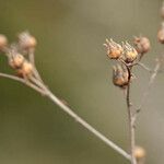 Ruta angustifolia fruit picture by Philippe Macquet (cc-by-sa)