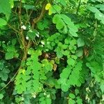 Robinia pseudoacacia habit picture by Jean-Marc Wautier (cc-by-sa)