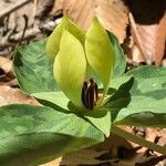 Trillium discolor flower picture by Tom Jones (cc-by-sa)