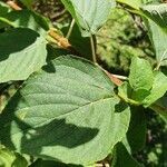 Salvia involucrata leaf picture by Amelia Tilbury (cc-by-sa)