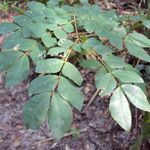 Abarema brachystachya leaf picture by Renato Lima (cc-by-sa)