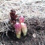 Orobanche latisquama fruit picture by Cavero Santiago (cc-by-sa)