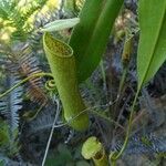 Nepenthes mirabilis leaf picture by jaydeep lakkad (cc-by-sa)